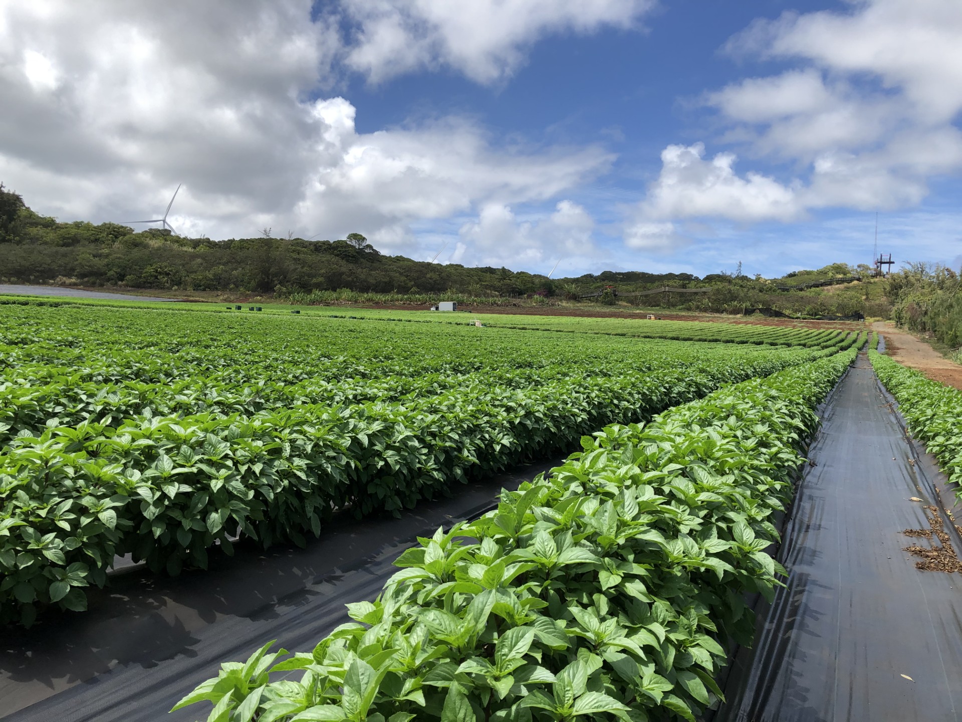                                   
                          Bring You Taste of Hawaii