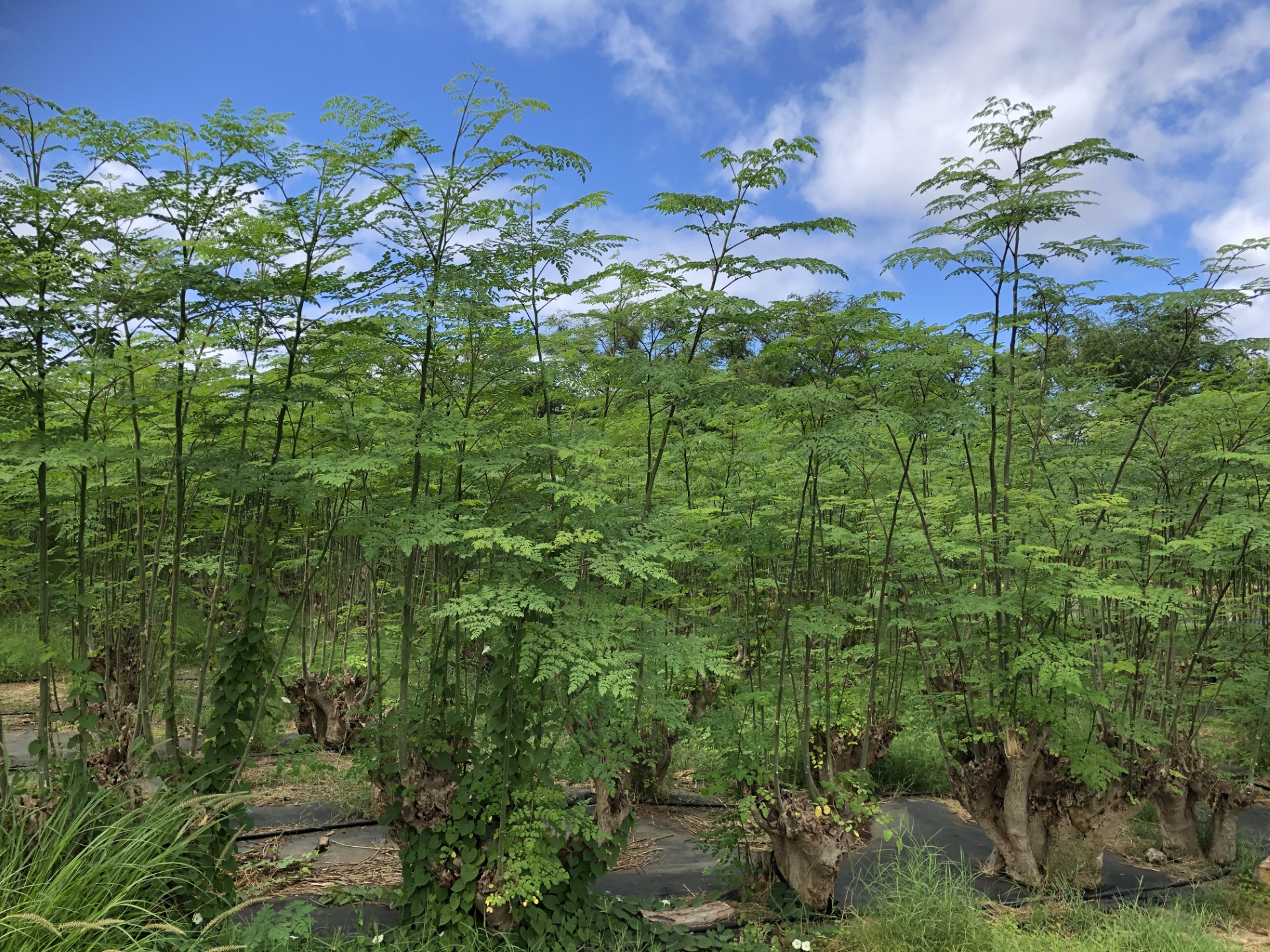                                    
                          Bring You Taste of Hawaii