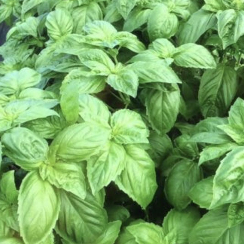 Sweet Basil