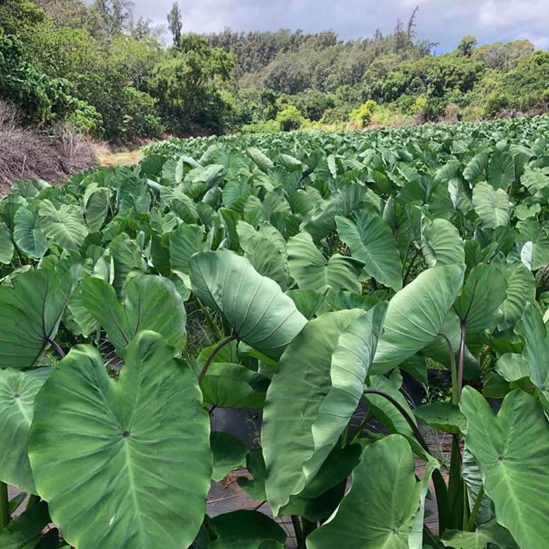 Taro Leaf