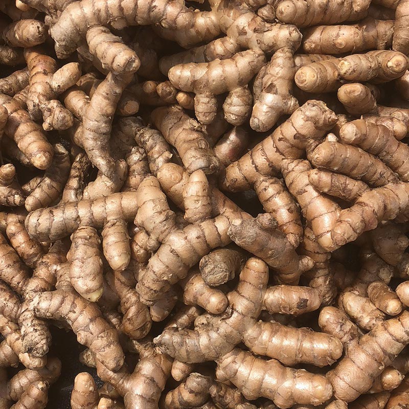 Yellow Turmeric